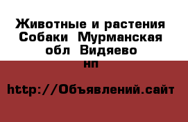 Животные и растения Собаки. Мурманская обл.,Видяево нп